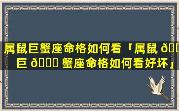 属鼠巨蟹座命格如何看「属鼠 🐝 巨 🐘 蟹座命格如何看好坏」